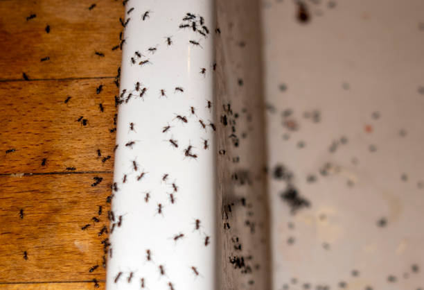 Best Exterminator Services  in Bothell East, WA