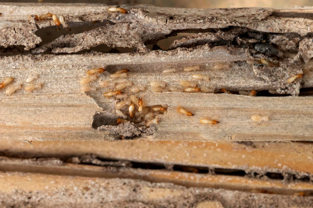 Best Flea Control Services  in Bothell East, WA
